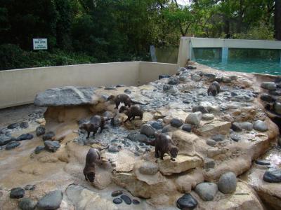 Loutre d'Asie - 2009