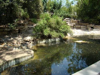 Manchot du Cap - 2009