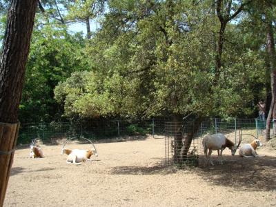 Oryx algazelle - 2009