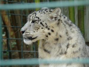 Panthère des neiges