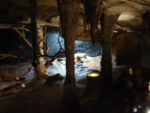 Roussettes de Rodrigue et d'Egypte