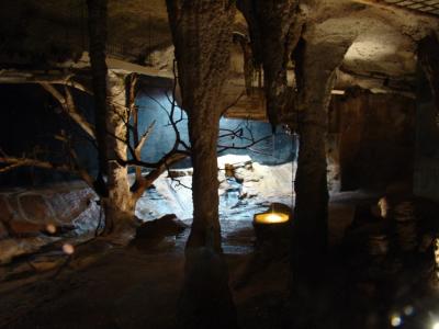 Roussettes de Rodrigue et d'Egypte - 2009