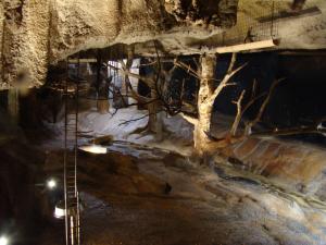 Roussettes de Rodrigue et d'Egypte