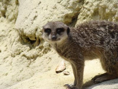 Suricate - 2009