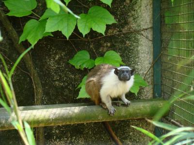 Tamarin bicolore - 2009