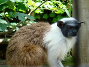 Tamarin bicolore