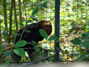 Tamarin lion à tête dorée