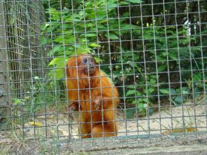 Tamarin lion doré