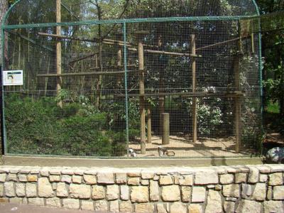 Tamarin pinché - 2009