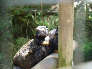 Tamarins à mains rousses