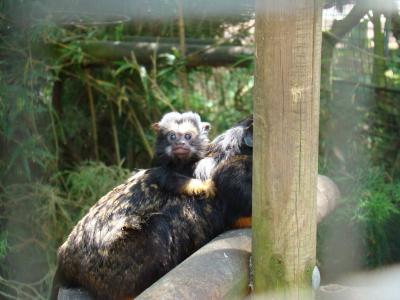 Tamarins à mains rousses - 2009