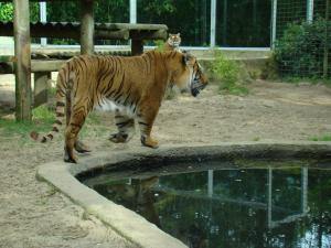 Tigre