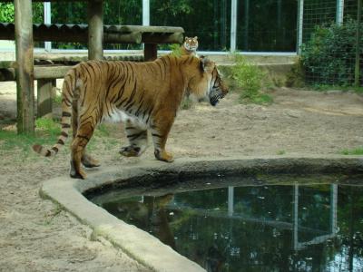 Tigre - 2009