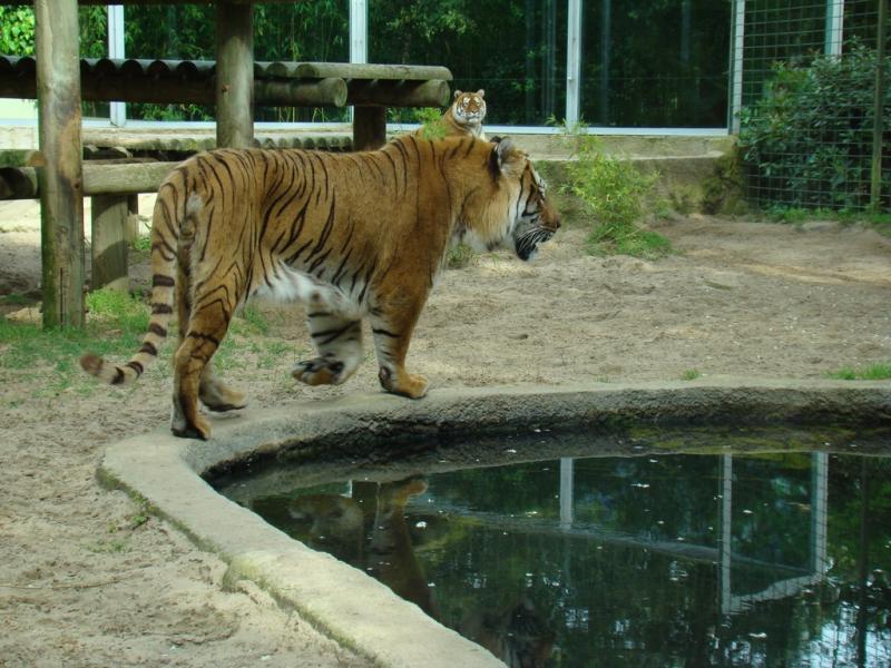 Tigre