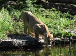 Découvrez le Zoo de la Tête d'Or à Lyon