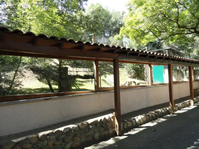 Panthère des neiges - 2010