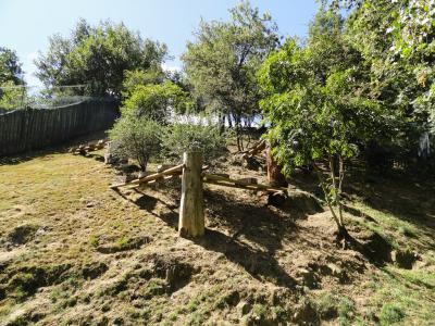 Lynx d Sibérie - 2010