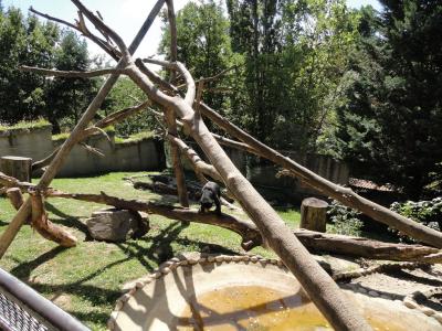 Ours malais - Binturong - 2010