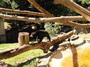 Ours malais