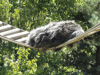Binturong - 2010