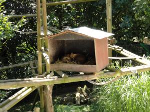 Coati roux