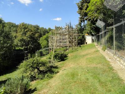 Macaque de Tonkéan - 2010