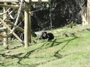 Macaque de Tonkéan