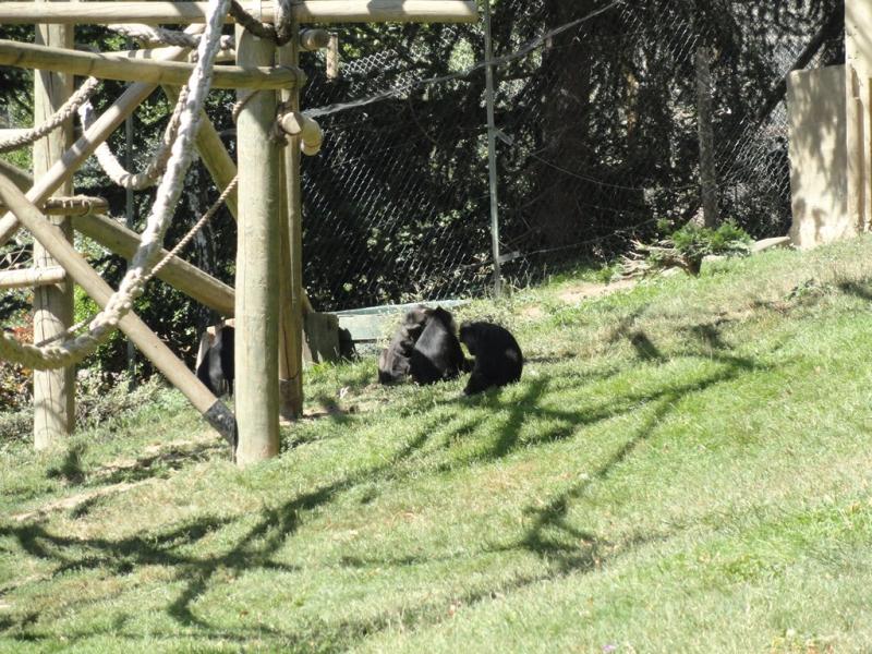 Macaque de Tonkéan