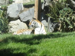Tigre de Sibérie