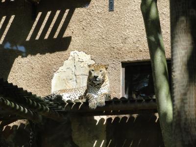 Panthère de Ceylan - 2010