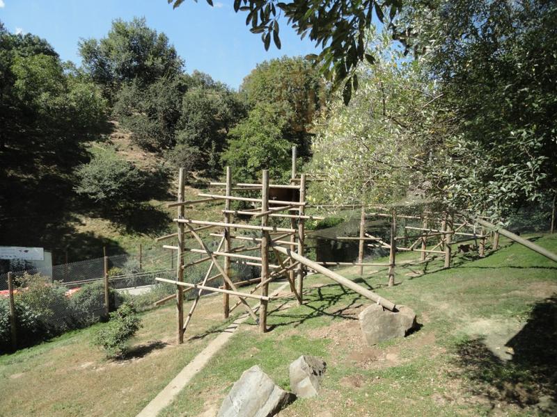 Hamadryas