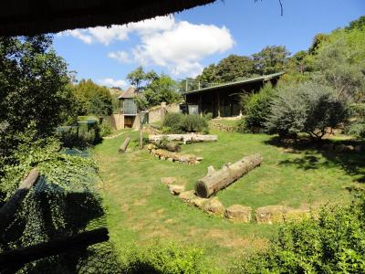 Lion d'Angola - 2010