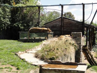 Lion d'Angola - 2010