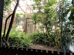 Tamarins