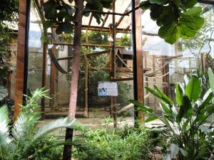 Tamarins