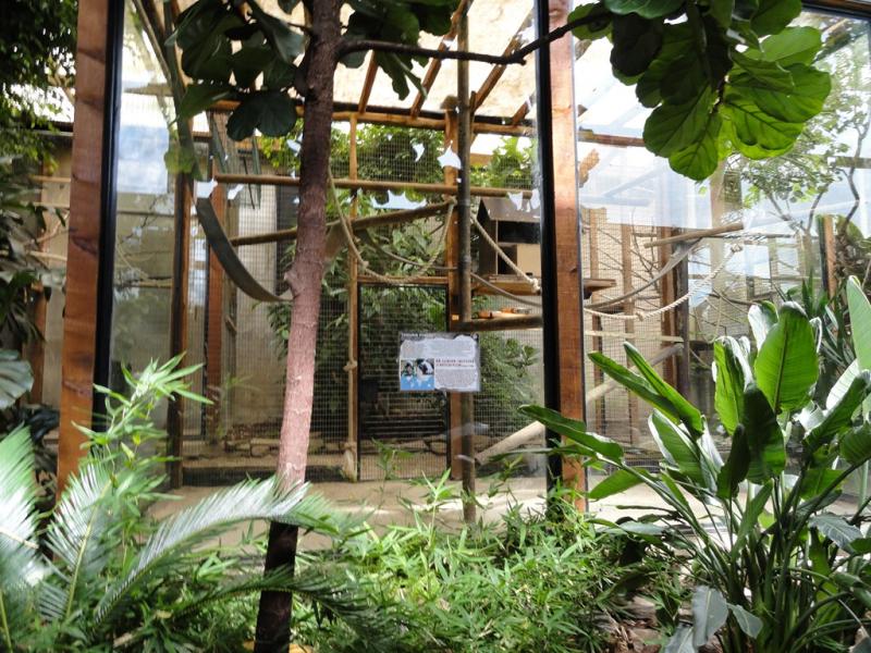 Tamarins