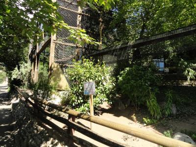 Cercopithèque mone - 2010