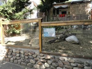 Tortue d'Hermann