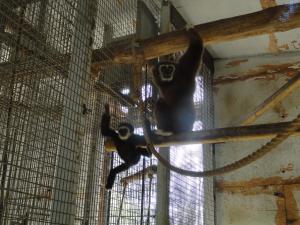 Gibbon à mains blanches