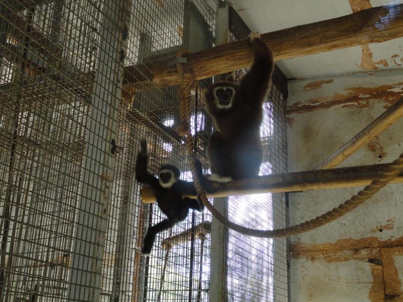 Gibbon à mains blanches