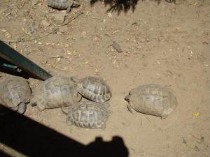 Tortue d'Hermann