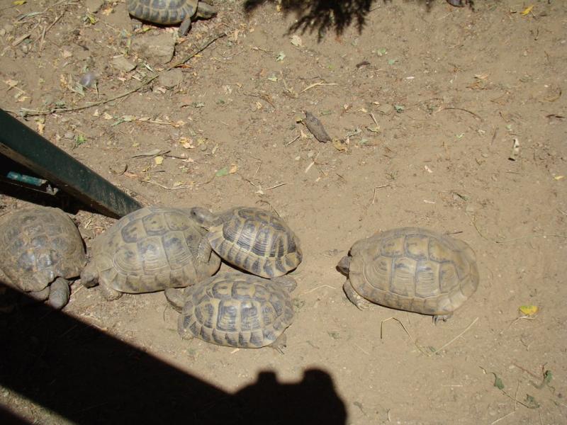 Tortue d'Hermann