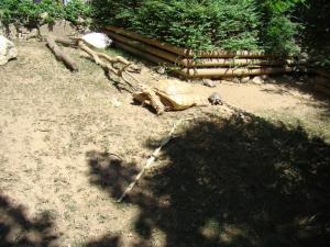 Tortue sulcata