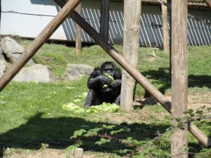 Chimpanzé
