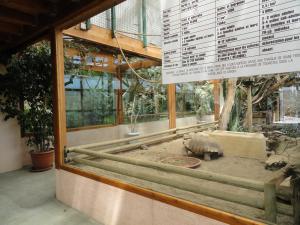 Tortue sulcata