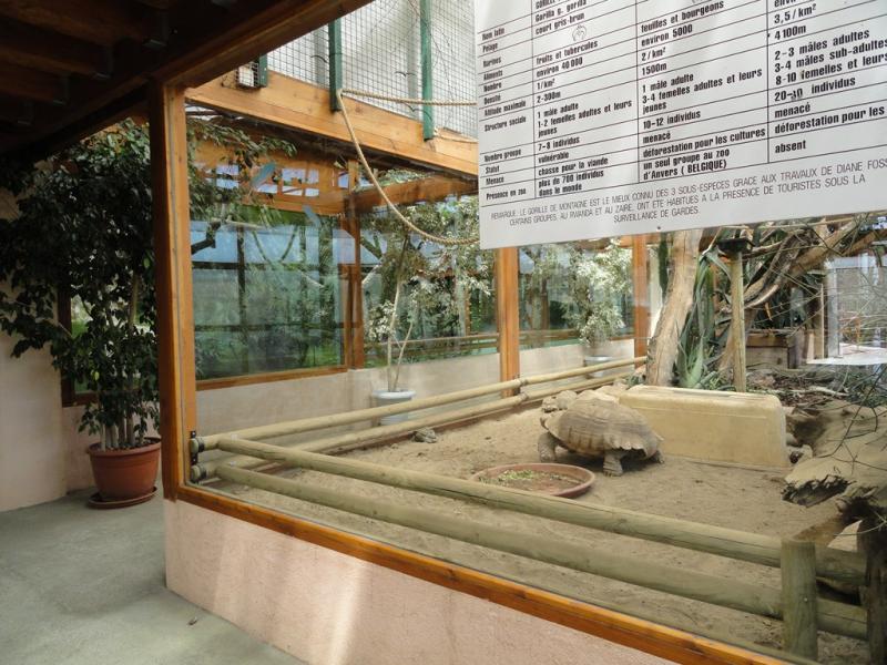 Tortue sulcata