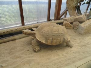 Tortue sulcata