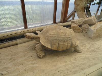 Tortue sulcata - 2010