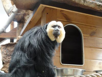 Saki à face blanche - 2010