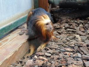 Tamarin à tête de lion